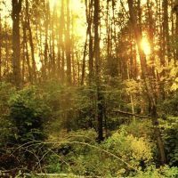 Sunset in the forest